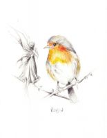 Robin